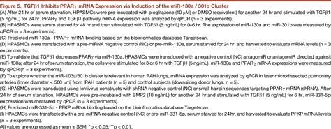 Figure 5 From Pparg Links Bmp2 And Tg Fb1 Pathways In Vascular Smooth