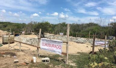 Clausura Profepa Proyecto Inmobiliario Adyacente A Sitio De Anidaci N