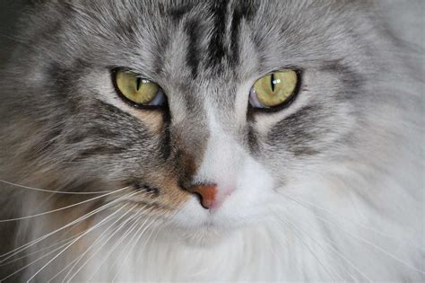 Le Maine Coon D Couvrez Lorigine Du Maine Coon Les Animaux Les