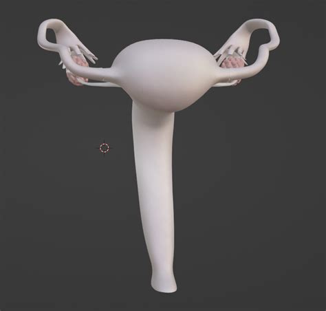 Stl File 3d Model Of Female Reproductive System ♀️ Obj ・3d Print