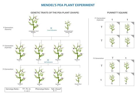 mendels pea experiment foundational genetics  cross breeding