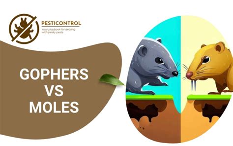 Gophers Vs Moles: Know The Differences For Effective Pest Control