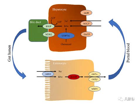 胆汁酸转运体与相关疾病及药物研发进展合成acids胆固醇