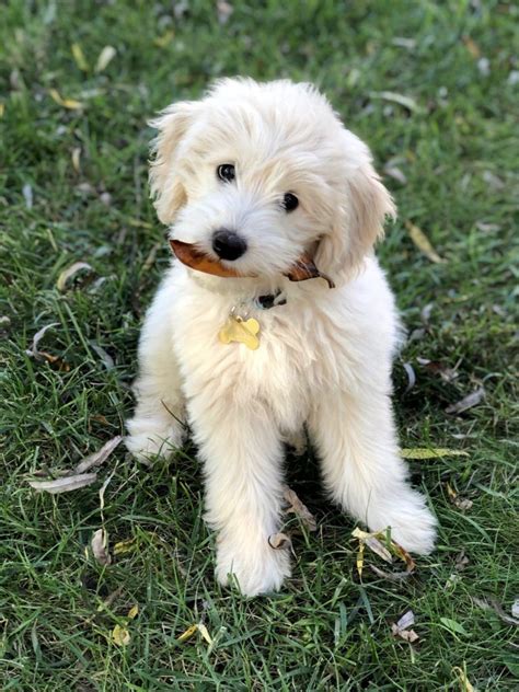 Goldendoodle Puppies - Doodles 2 Love | Goldendoodle puppy, Mini ...