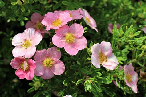 Розовая лапчатка Lovely Pink / Pink Beauty (14 фото) - описание ...