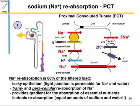 Renal Physiology Fluid Electrolytes Flashcards Quizlet