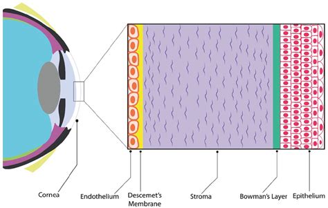 Diagram Of The Human Cornea Location And Structure Source Authors