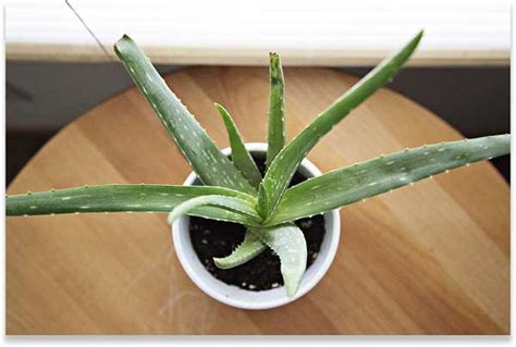 3 Aloe Vera Plant Benefits to Improve Your Health