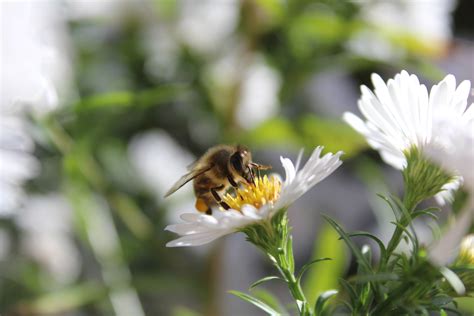 X Wallpaper Brown And Yellow Bee Peakpx