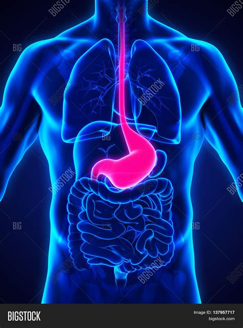 Human Stomach Anatomy Image And Photo Free Trial Bigstock