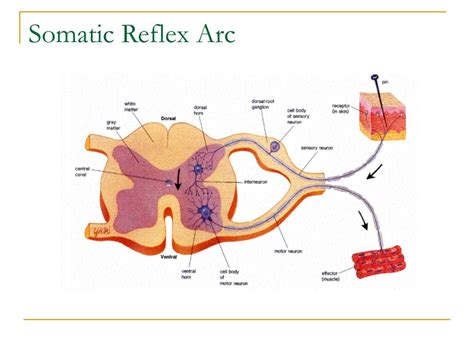 What Are Somatic Reflexes