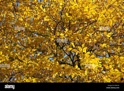 Autumn leaves on ash- tree Stock Photo - Alamy