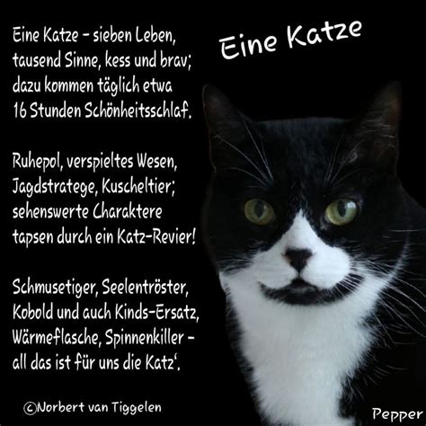 Pin von Elli auf Katzen Sprüche Katzen zitate Lustige süße katzen