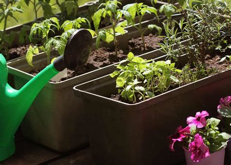 8 easy vegetables to grow in pots ???? ???? Begin your container ...