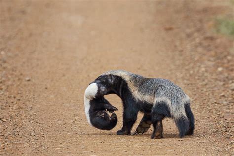 Proud Honey Badger Mom Shows Off Baby in the Road