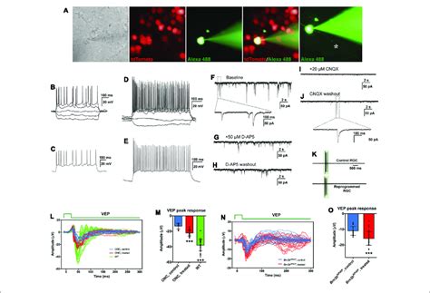 Mg Derived Rgcs Improve Visual Function Of Rgc Loss Mouse Models