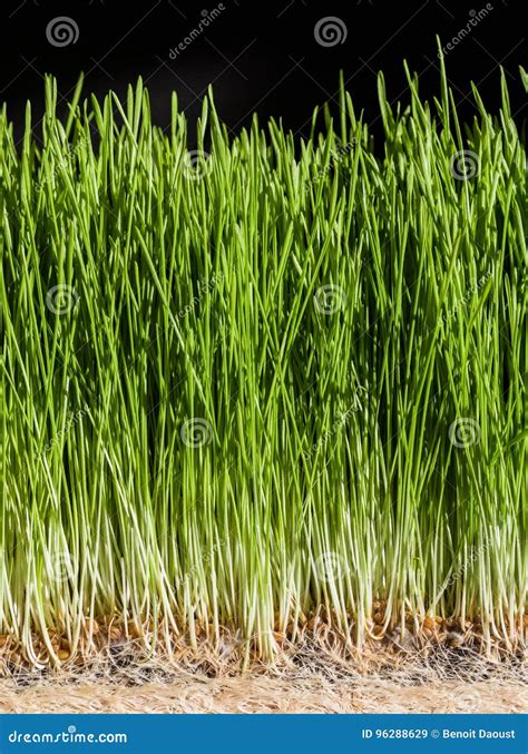 Wheatgrass Details Of The Roots Seeds And Healthy Mature Sprout Stock