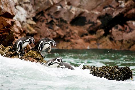 Léxico Con Qué Frecuencia Automático Islas Ballestas Pinguinos