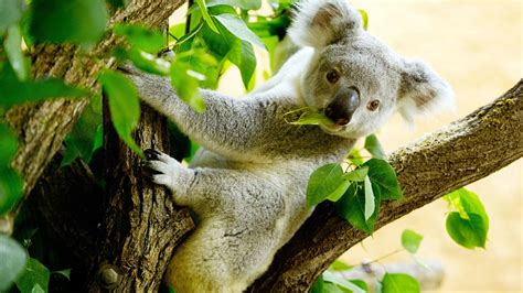 Steckbrief Koala Wissen Swr Kindernetz