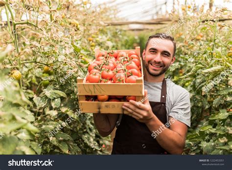 Harvest Tomato Images Stock Photos Vectors Shutterstock