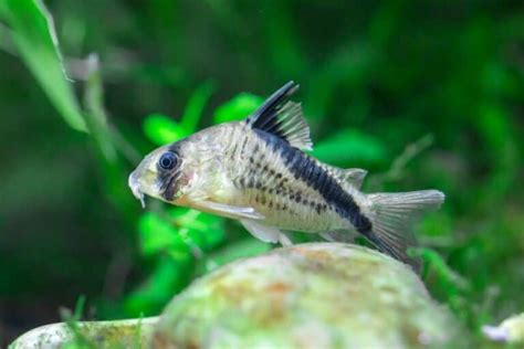 15 Best Cory Catfish Types for Your Aquarium