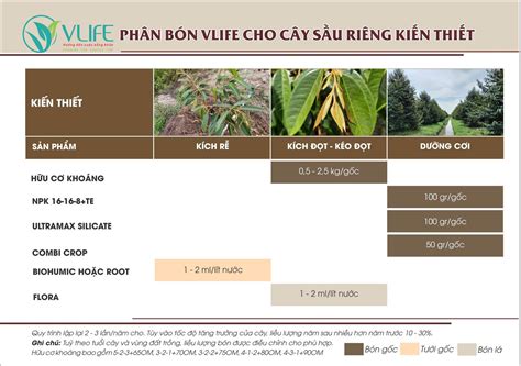 Quy trình bón phân cho cây sầu riêng VLIFE