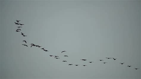 Flock Of Migratory Birds Cormorants Flying In Formation Silhouette Of