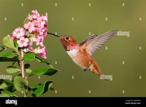 Allen S Hummingbird Male Selasphorus Sasin Sedentarius Feeding At