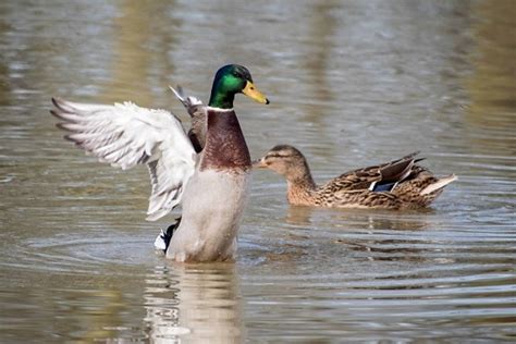 Image Libre Canard Color La Faune Oiseaux Oiseaux Aquatiques Lac