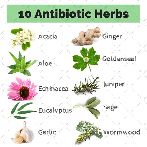 10 Antibiotic Herbs | ecoNugenics Blog