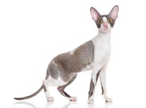 Cornish Rex Origine caractère santé et conseils Race de Chat