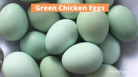 5 Chicken Breeds That Lay Green Eggs - Animal Hype