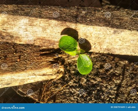 Plantas De Hojas Que Crecen Y Se Desarrollan En El Este De Indonesia