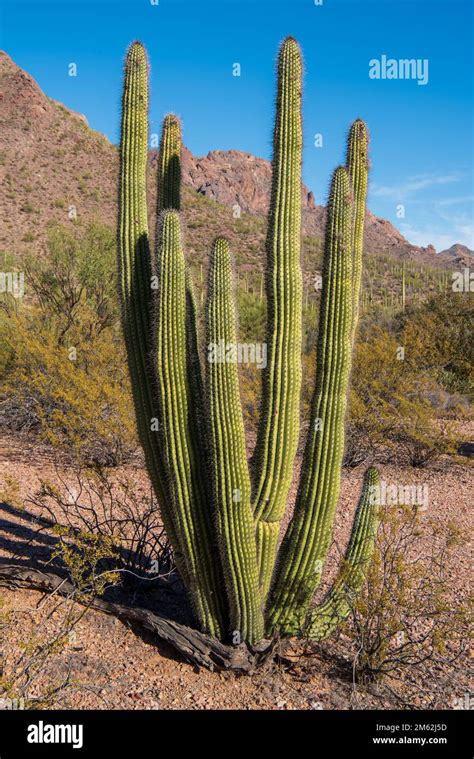 Young Organ Pipe Cactus Along The Ajo Mountain Drive At Organ Pipe