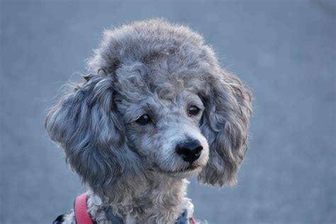 11 Small Hypoallergenic Dog Breeds