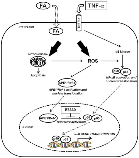 Ape1 Redox Inhibitor E3330 Prevents Inflammatory Cytokines Production