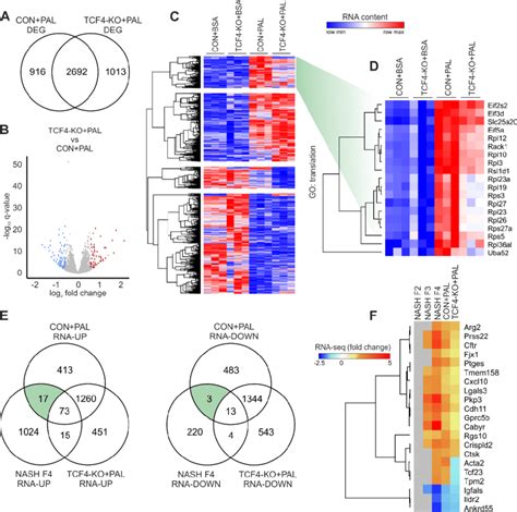 TCF4 Target Genes Are Linked To Human Liver Fibrosis In NASH A