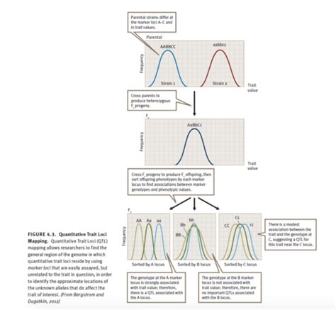 2XC3 Genetics Heritability Fitness And Phylogeny Flashcards Quizlet