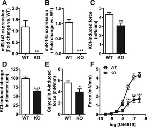 Loss Of Vascular Myogenic Tone In MiR 143 145 Knockout Mice Is