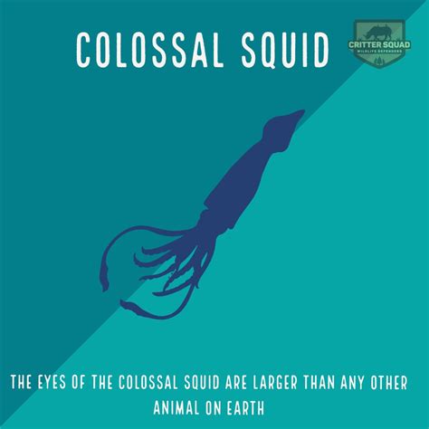 Colossal Squid Fact Sheet Cswd