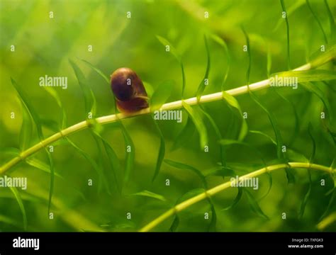 Planta Acu Tica Elodea Fotograf As E Im Genes De Alta Resoluci N Alamy