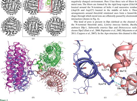 Figure 1 From A New Crystal Lattice Structure Of Helicobacter Pylori