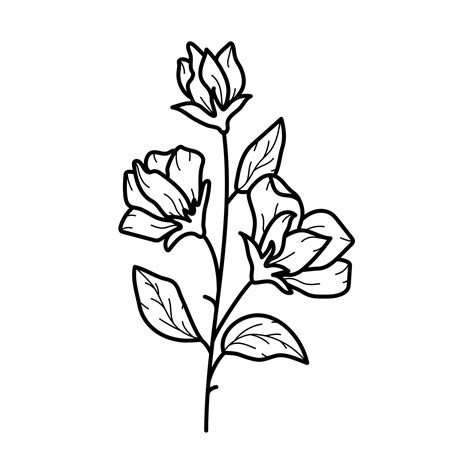 Premium Vector Beautiful Sweet Pea Flower With Leaves Line Art Plant