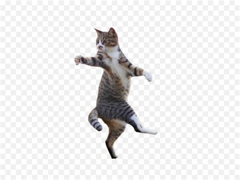 Dancing Cat Meme Finest Selection Th