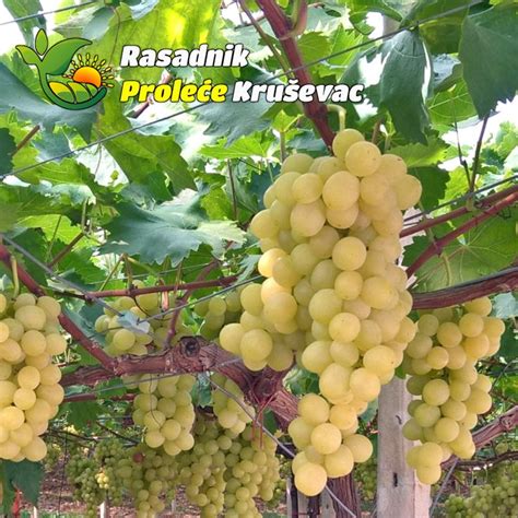 Na Prodaju Kalemovi Vinove Loze Stone Sorte Kraljica Vinograda Sadnicu