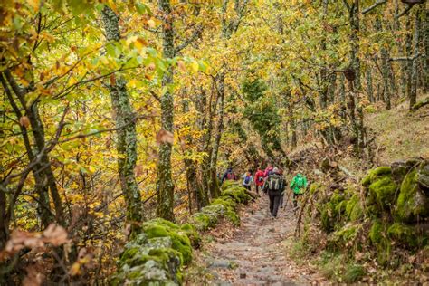 El Ecoturismo en los Bosques - Bosques del mundo