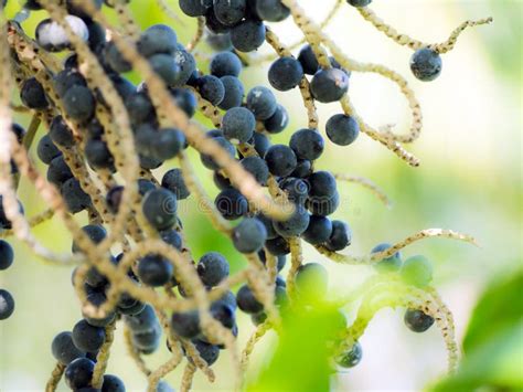 Acai stock photo. Image of palm, bundle, bunch, forest - 44166942