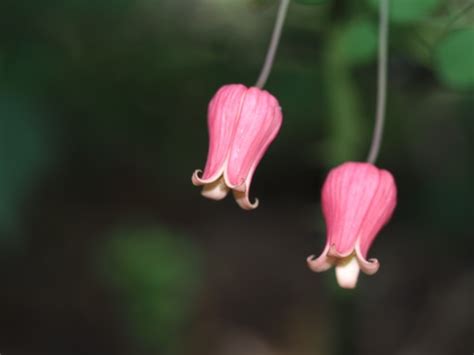 Scarlet Leather Flower (Clematis texensis) · iNaturalist