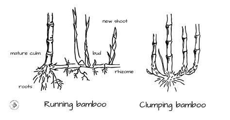 Best clumping bamboos: Never run again - Bambu Batu