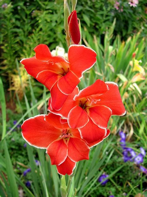 Gladiolus: Plant Care and Collection of Varieties - Garden.org